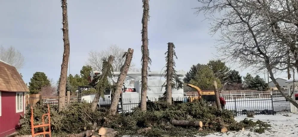 Tree trimming Service in Madison